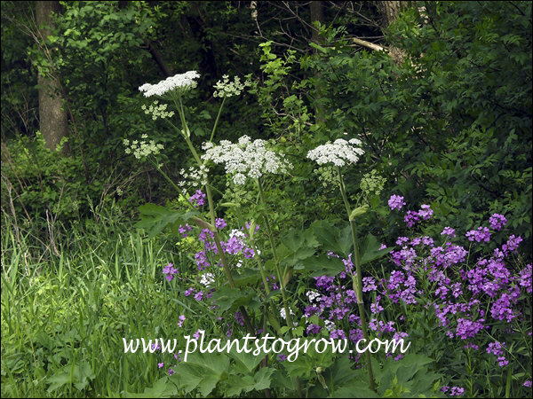 The large Cow Parsnip growing with some wild Phlox. This was growing by the ditch about 20 feet from the road.